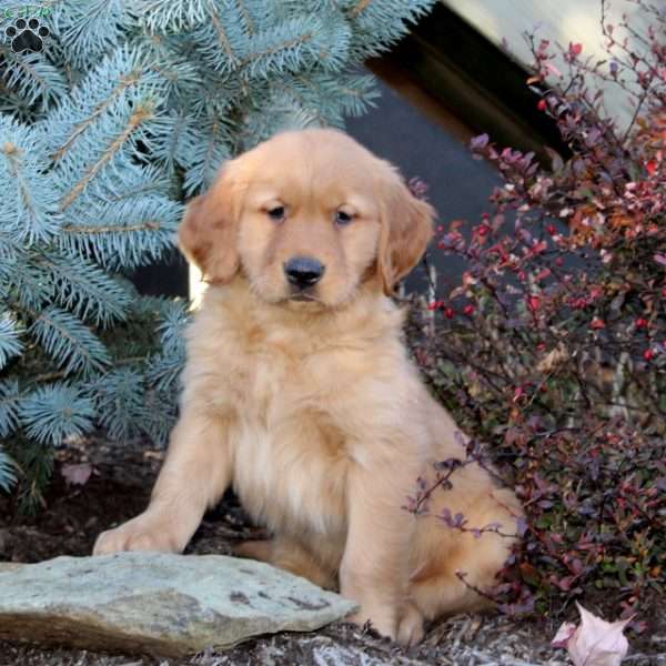 Jasper, Golden Retriever Puppy